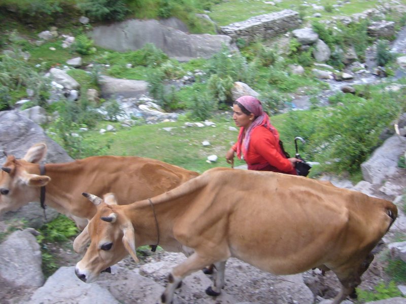 Travel - India - Himachal Pradesh - Manali - Vashisht and Around